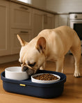 Load image into Gallery viewer, A cream-colored dog eating from a navy blue elevated feeder with two white ceramic bowls on a wooden kitchen floor.