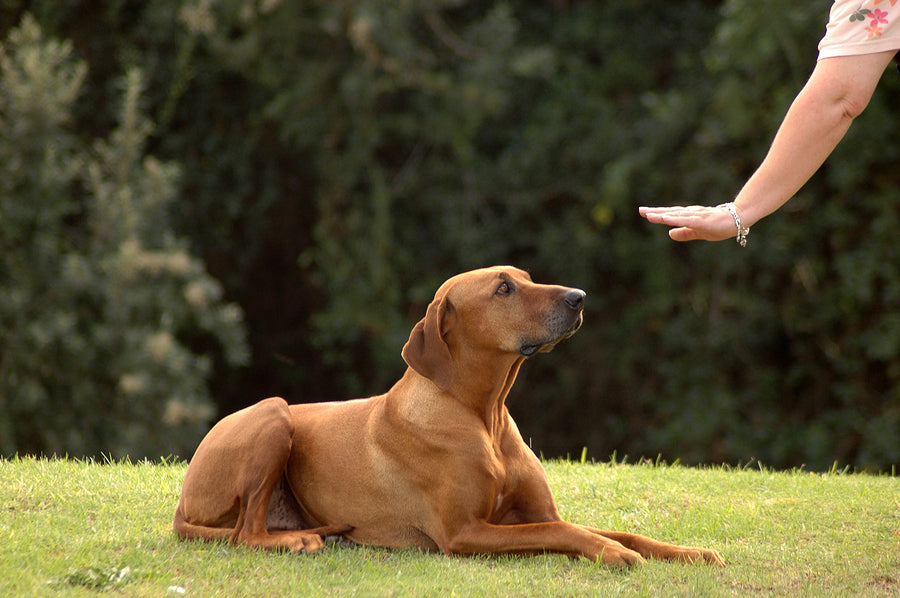 Dog Training & Behavior
