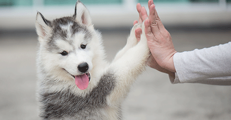 Puppy Supplies