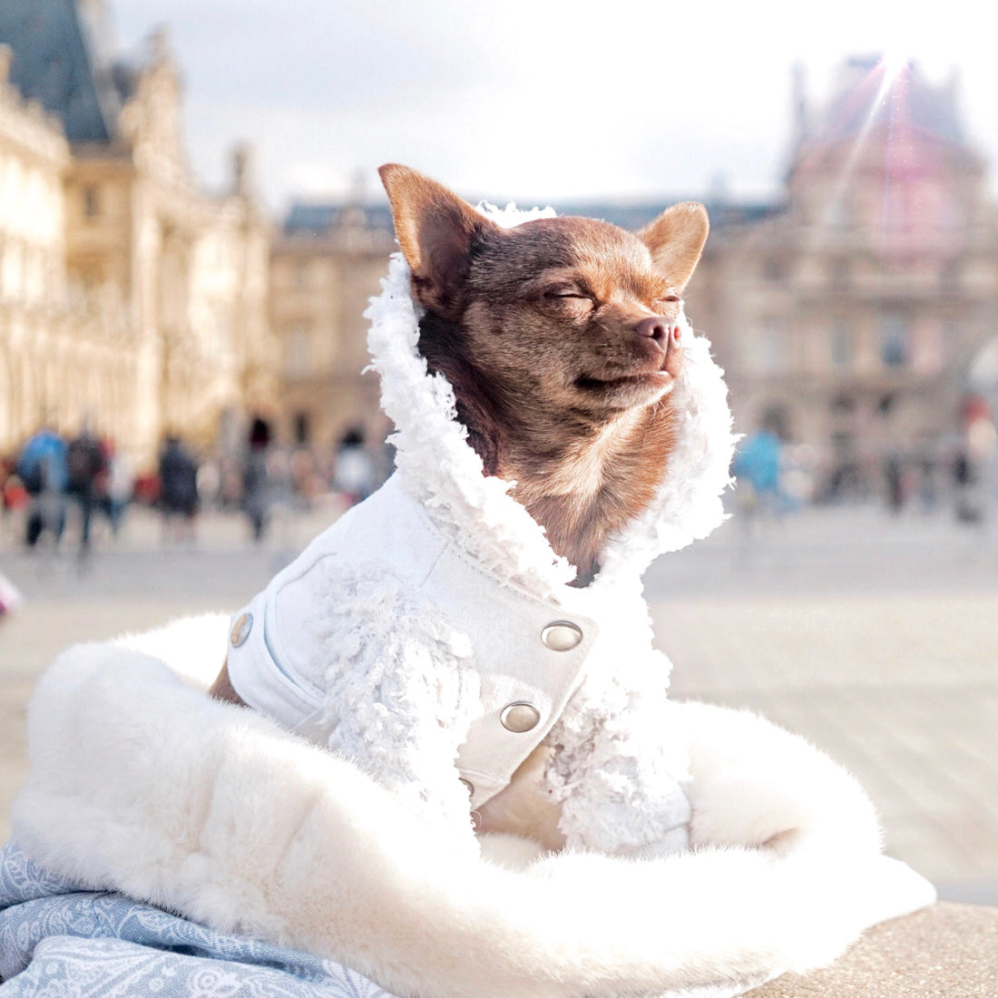 Dog Apparel