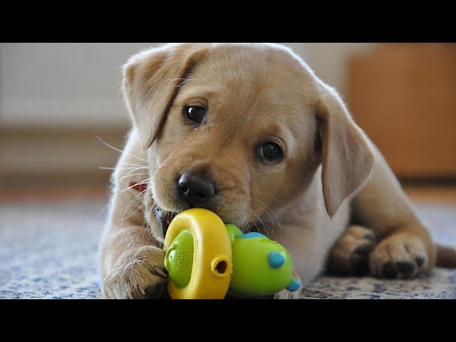 Dog Toys